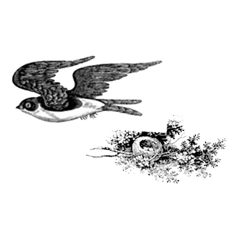 #1730 - Bird/Nest - Nature